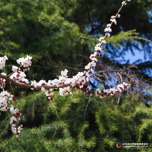 陌上花開