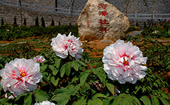 歷史沿革(概)校史