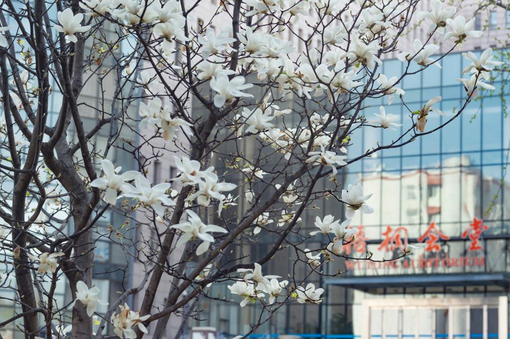 北京語(yǔ)言大學(xué)-校園風(fēng)景