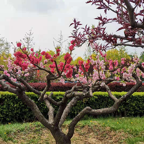 陌上花開
