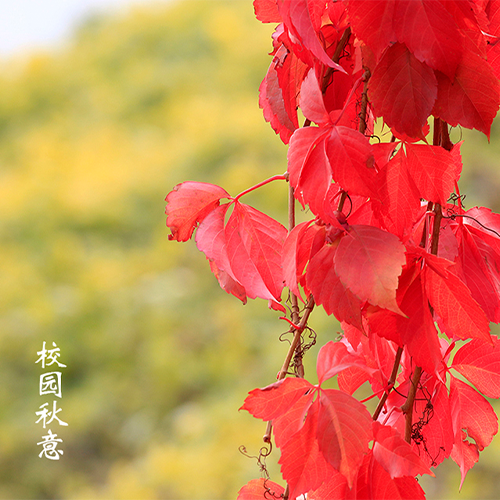 你好青春