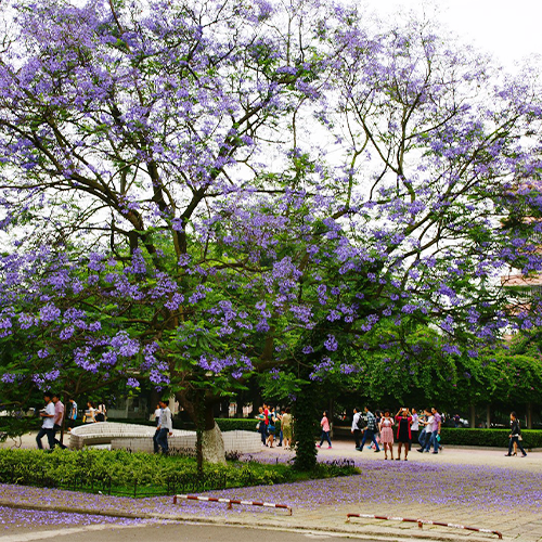 大學(xué)簡介