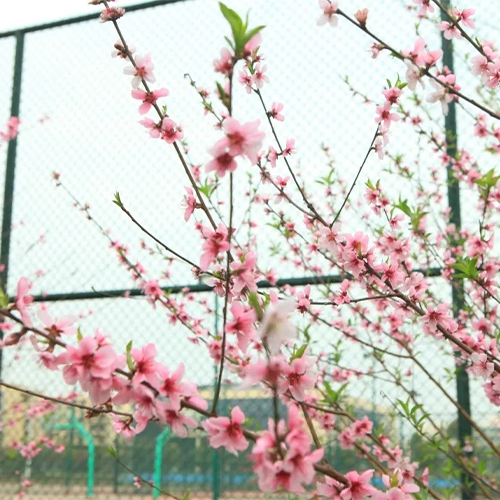 最美校園