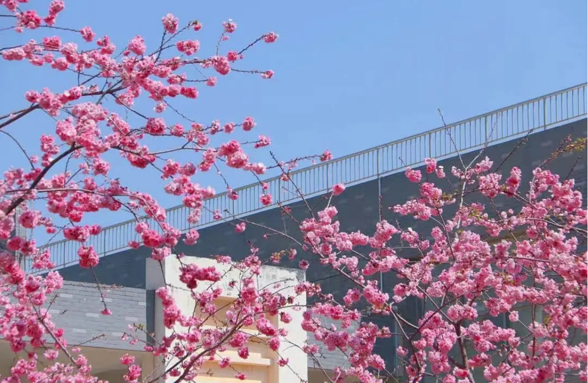 昆明城市學(xué)院2025年云南省春季招收普通高中畢業(yè)生招生章程