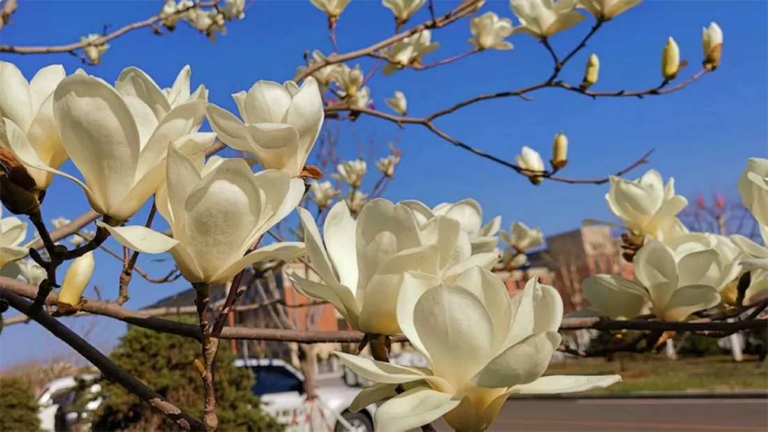 遼寧師范大學(xué)海華學(xué)院－2021年招生章程