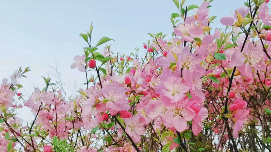 遼寧師范大學(xué)海華學(xué)院－2021年招生章程